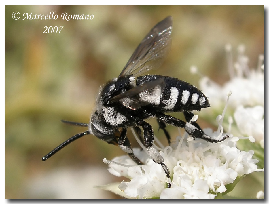 Thyreus histrionicus (Apidae) alla foce del Belice (TP)